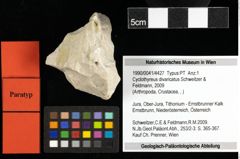 Foto (Objekt + Etiketten) von Cyclothyreus divaricatus (Schweitzer & Feldmann, 2009) 